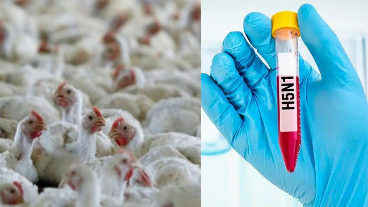 H5N1 Bird Flu Apocalypse: The Next 'Pandemic' - 100 Times Deadlier Than COVID! Here's Your Essential Guide to Survival H5N1 bird flu