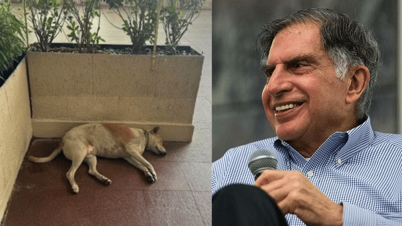 A Story of Compassion Ratan Tata Ensures Safe Haven for Stray Dog at