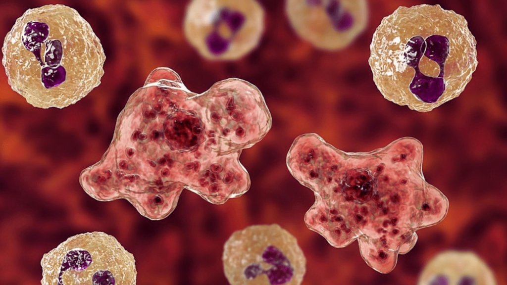 Brain-Eating Amoeba Claims Another Life of 14-Year-Old Boy in Kerala, India: Third Victim in Three Months Brain-Eating Amoeba Claims Another Life of 14-Year-Old Boy in Kerala Third Victim in Three Months