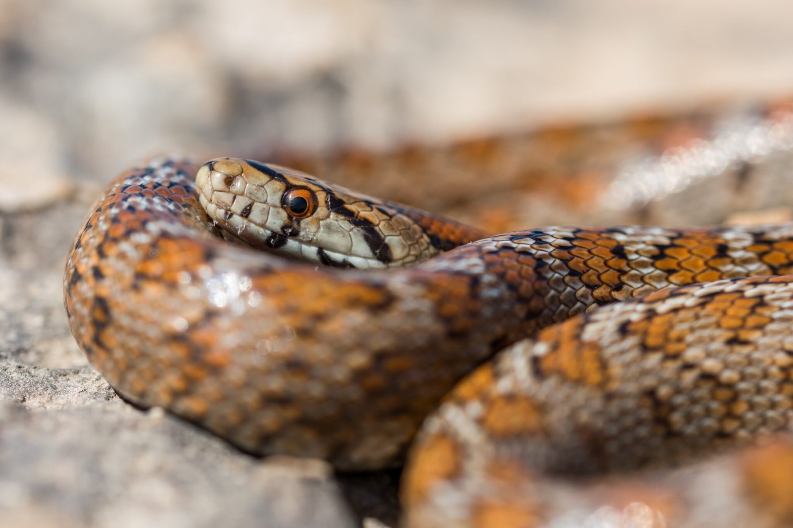 Indonesian Woman Eaten by 30-Foot Python - Tragic Incident!